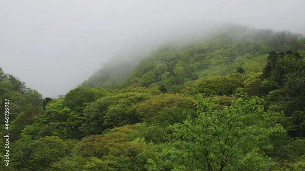 Misty peak of Mt Daisen, Tottori Japan. Pan Across Primeval Beech Forest Misty peak of Mt Daisen, Tottori Japan. Pan Across Primeval Beech Forest
