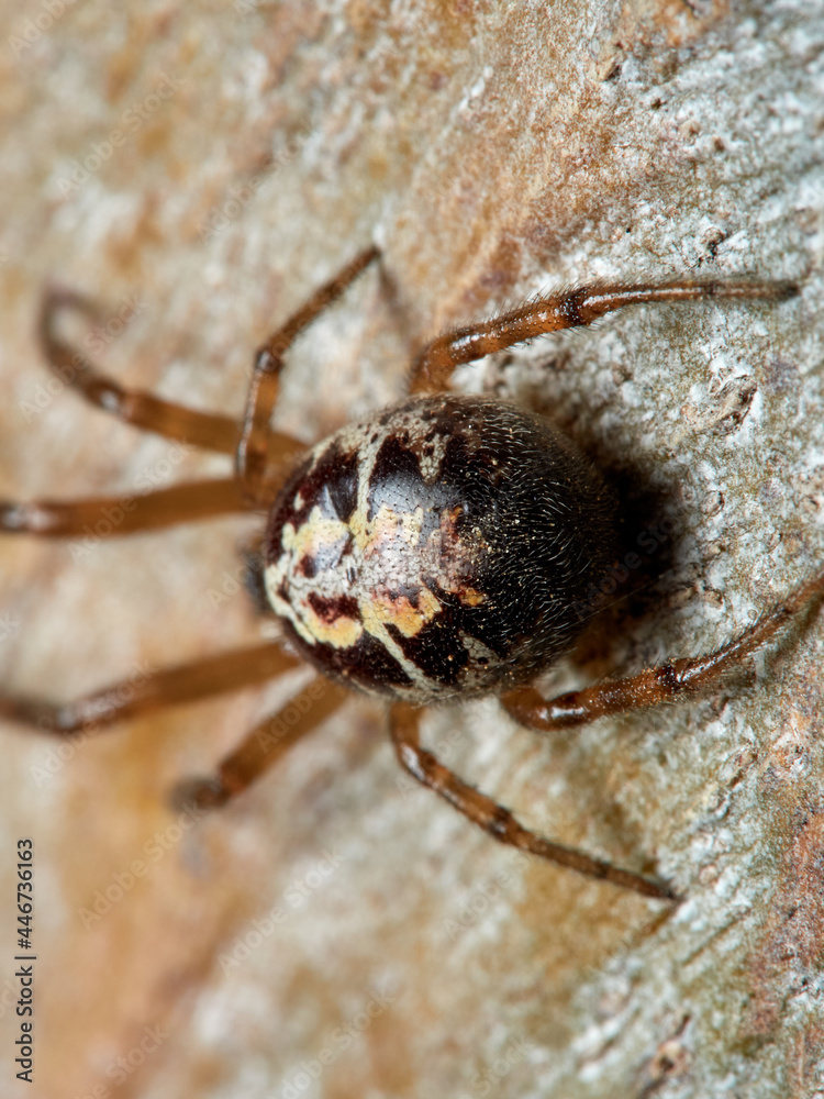 False widow spider. Steatoda nobilis False widow spider. Steatoda nobilis