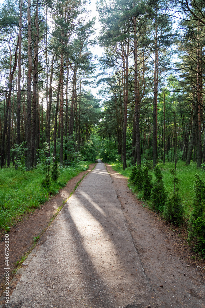 A concrete path along the forest on a summer day. A concrete path along the forest on a summer day.