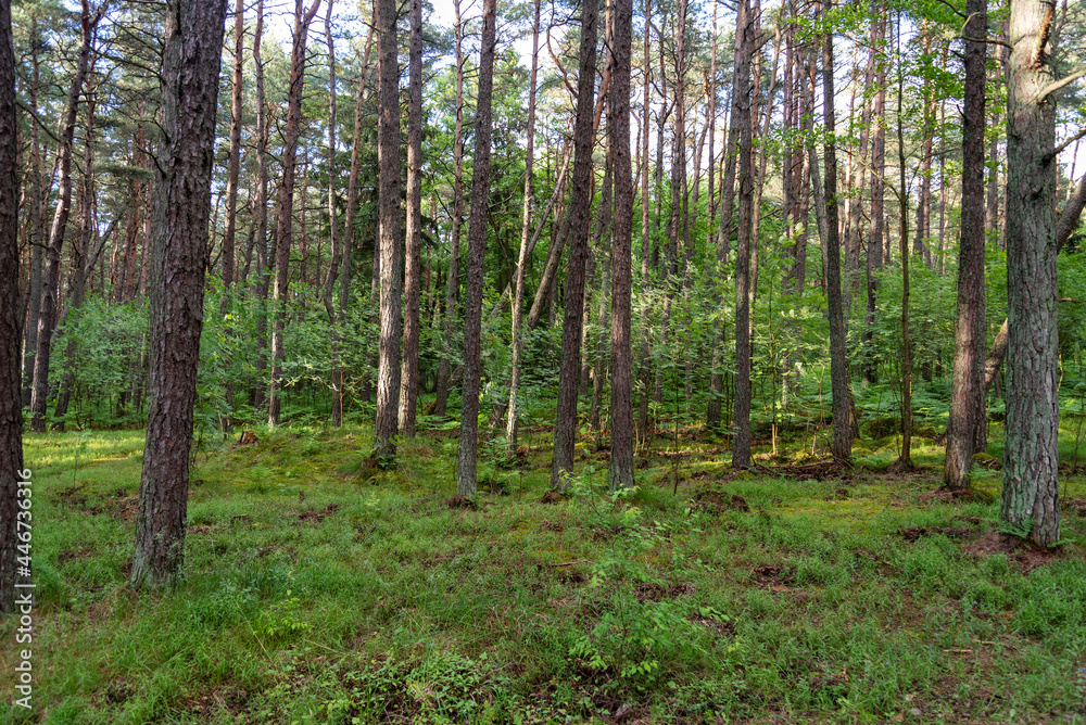 Nature reserve on the Curonian spit, pine forest. Nature reserve on the Curonian spit, pine forest.