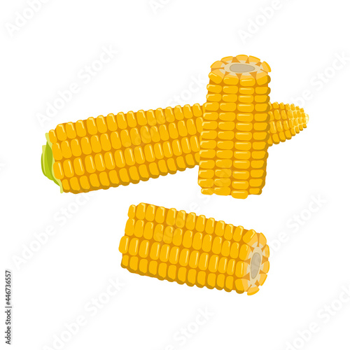 Set of corn cobs with leaves and grains. Summer and autumn harvest, delicious food. Vitamin source