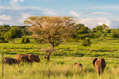 Photography Sunny day in the Tarangire National Park with elephants roaming around in a lush