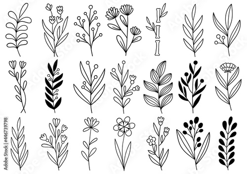 collection forest fern eucalyptus art foliage natural leaves herbs in line style. Decorative beauty elegant illustration for design hand drawn flower