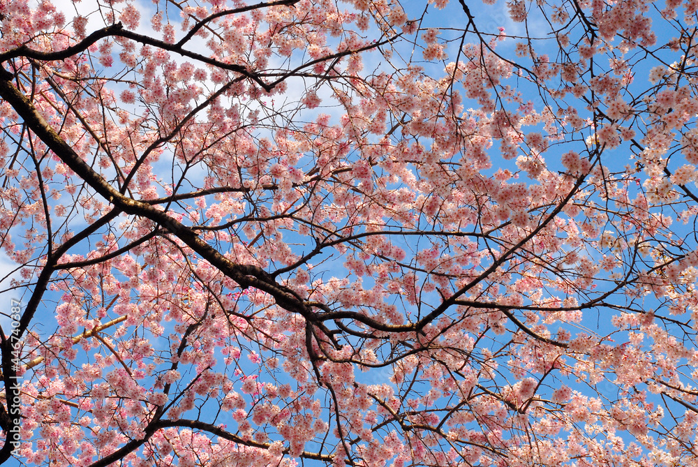 桜のカーテン 満開の桜 桜のカーテン 満開の桜