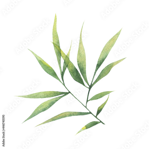 Watercolor bamboo leaves  bamboo branches  a single element on a white background. Botanical illustration for posters  postcards  clothing  banners