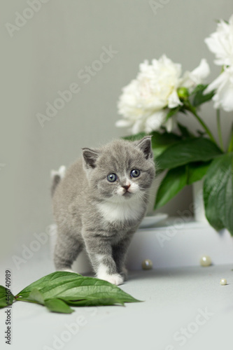 Wallpaper Mural British furry blue kitten. Very cute British kitten. British Blue Kitten Torontodigital.ca