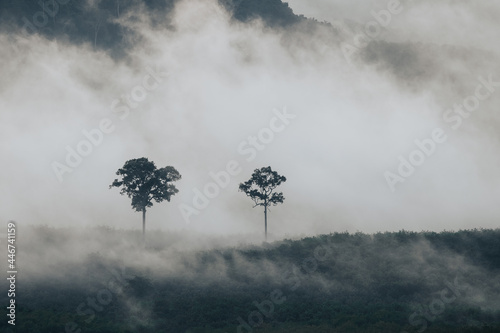 Thick fog, misty view in the morning that surrounds the greenery.