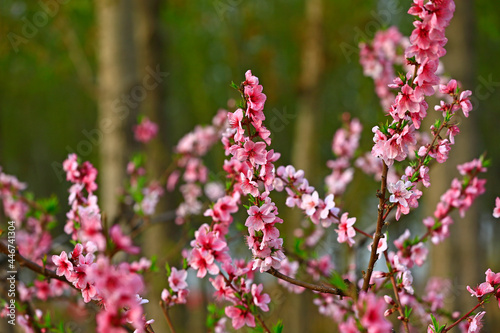 Blooming peach blossom  very beautiful