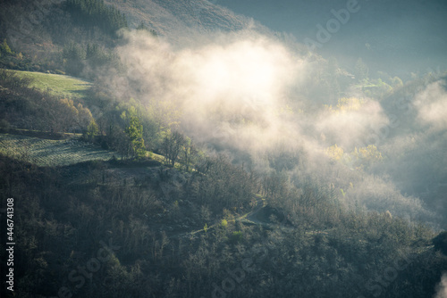 A cloud of mist brushes the treetops at dawn © Luis Vilanova