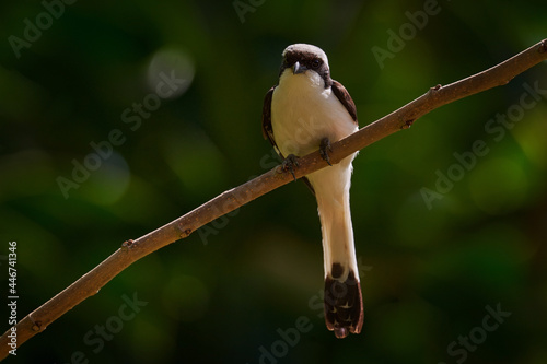 Grey-backed fiscal, Lanius excubitoroides, black and white bird sittong on the branch in the nature habitat, Lake Awasa, Etiopia in Africa. Shrike from dark green forest, wildlife nature. photo