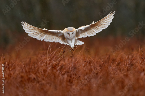 Owl fly with open wings. Barn Owl, Tyto alba, flight above red grass in the morning. Wildlife bird scene from nature. Cold morning sunrise, animal in the habitat. Bird in the forest.