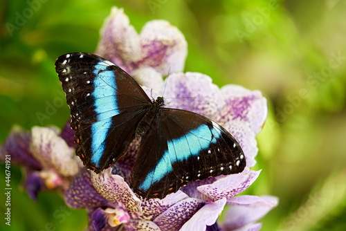 Morpho achilles, big black blue butterfly sitting on the pink violet orchid in the nature habitat, tropic jungle forest in Colombia. Achilles morpho or blue-banded morpho, is a Neotropical butterfly. photo