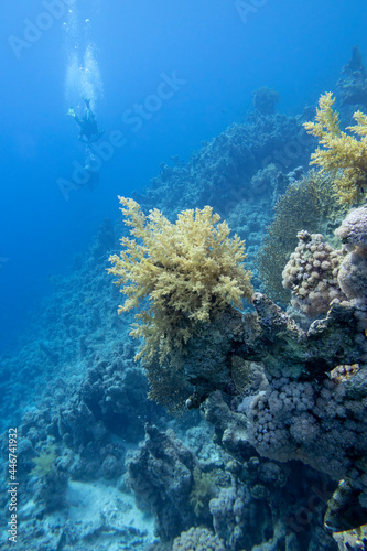 Group of scuba divers above colorful coral reef at the bottom of tropical sea, yellow broccoli coral, underwater landscape