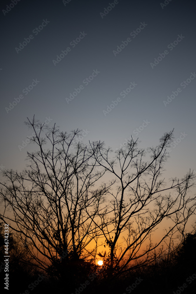 silhouette of tree at sunset