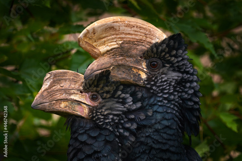 Hornbill pair, male and female love. Silvery-cheeked hornbill, Bycanistes brevis, detail portrait of beautiful forest bird, Ethiopia. Hornbill in nature habitat.  Birdwatching in Africa photo