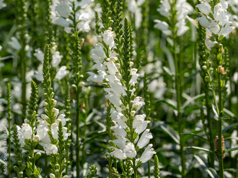 Physostegia white flower feet, Physostegia virginiana Physostegia white flower feet, Physostegia virginiana
