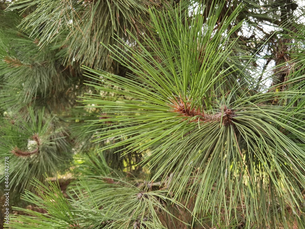 Pinus ponderosa, commonly known as the ponderosa pine or western yellow pine. Pinus ponderosa, commonly known as the ponderosa pine or western yellow pine.