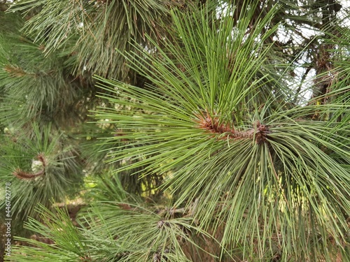 Pinus ponderosa, commonly known as the ponderosa pine or western yellow pine.