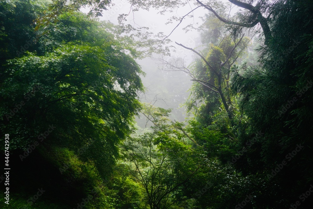霧 御岳山 Mist Mount Mitake 霧 御岳山 Mist Mount Mitake