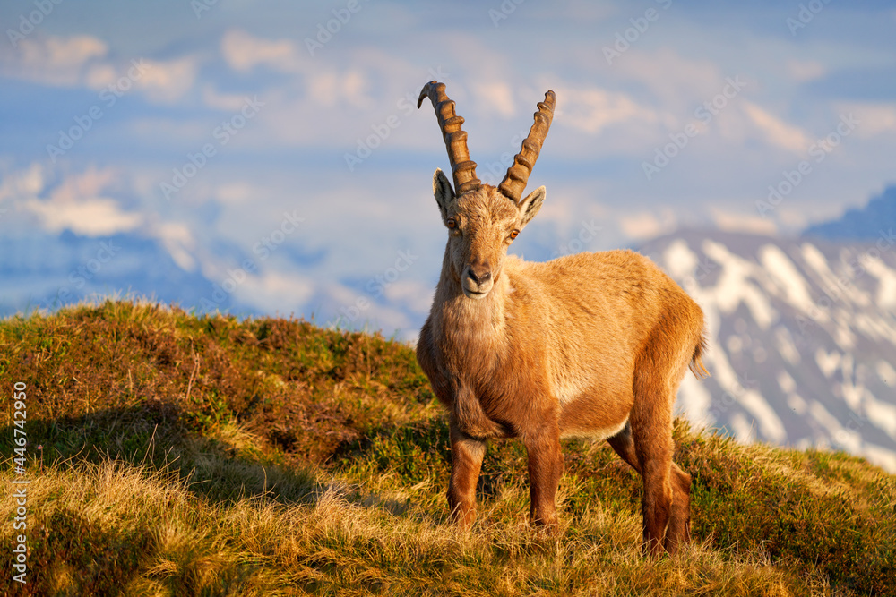 Switzerland wildlife. Ibex, Capra ibex, horned alpine animal with rocks in background, animal in the stone nature habitat, Alps. Evening orange sunset, wildlife nature.