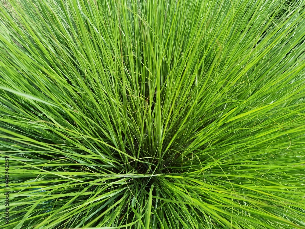 Pennisetum alopecuroides in the garden, close up. Pennisetum alopecuroides in the garden, close up.