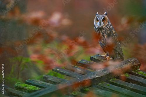 Autumn wildlife, owl in forest wooden cut down fence. Asio otus, Long-eared Owl sitting in green vegetation in the fallen larch forest during dark day. Wildlife scene from the nature habitat. photo
