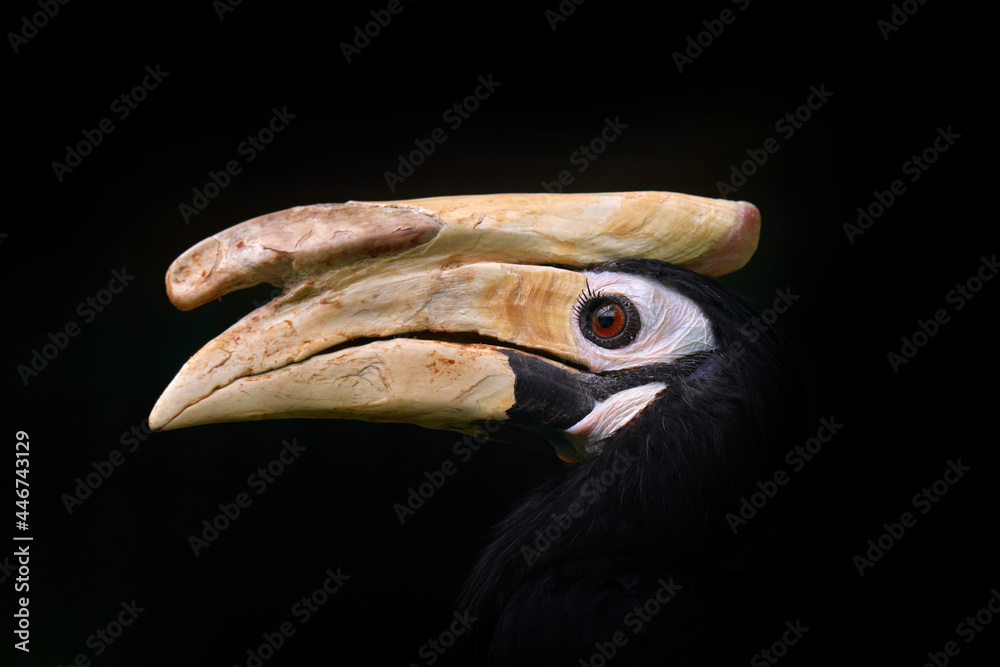 Hornbill, close-up detail from dark tropic forest. Palawan hornbill, Anthracoceros marchei, big bill endemic bird Philippines in Asia. Wildlife nature. Animal in the forest habitat in Philippines.