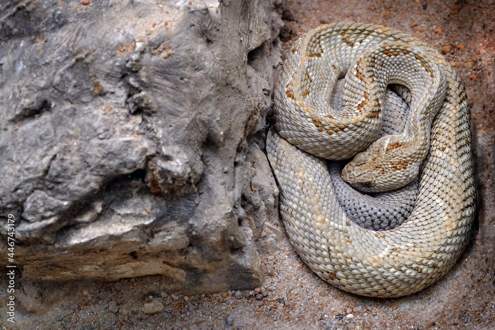 Obraz premium Aruba Rattesmake, Crotalus durissus unicolor, with grey stone in the nature habitat. Venomous pitviper species found only on the Caribbean island of Aruba, off the coast of Venezuela, wildlife nature