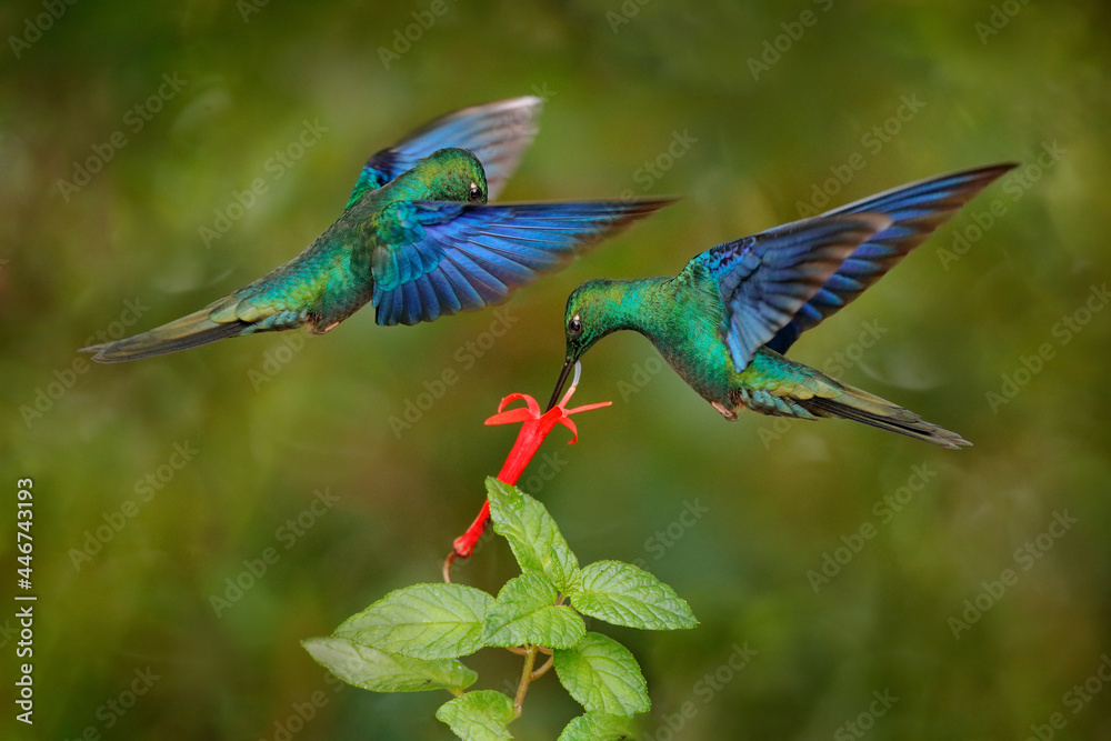 Fototapeta premium Ecuador wildlife. Great sapphirewing, Pterophanes cyanopterus, big blue hummingbird, Yanacocha, Pichincha in Ecuador. Bird sucking nectar from red flower bloom, nature behaviour.