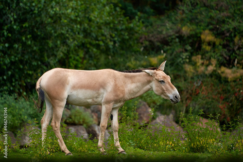 Turkmenian kulan, Equus hemionus kulan, also called Transcaspian wild ass in the nature habitat, Gobi in China. Wild Asia horse in the nature habitat. Ass from Turkmenistan.