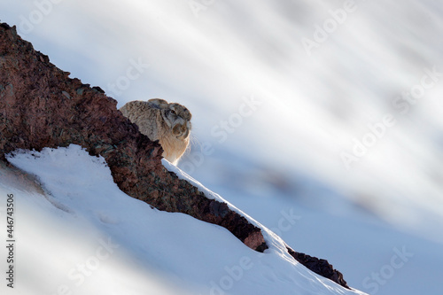 Woolly hare, Lepus oiostolus, in the nature habitat, winter condition with snow. Woolly hare from Hemis NP, Ladakh, India. Animal in the Himalayas mountain, siting on the stone rock. photo