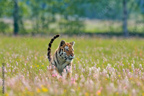 Summer wildlife. Tiger with pink and yellow flowers. Amur tiger running in the grass. Flowered meadow with dangerous animal. Wildlife from spring, Siberia, Russia. © ondrejprosicky