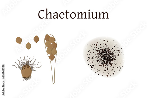 Chaetomium mold vector illustration isolated on white background.