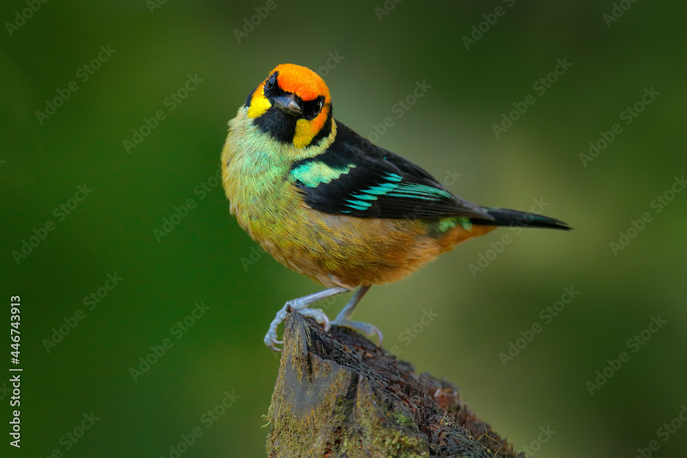 Ecuador wildlife. Flame-faced tanager, Tangara parzudakii, sitting on beautiful mossy branch. Bird from Mindo, Ecuador. Birdwatching in South America. Animal in the green forest. Tropic bird in wood.