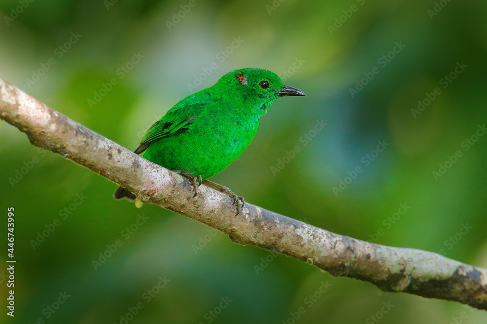 Glistening-green tanager, Chlorochrysa phoenicotis, green bird in the nature habitat, Amagusa Reserve in Ecuador. Birdwatching in South America. Tanager in the green forest, wildlife nature.