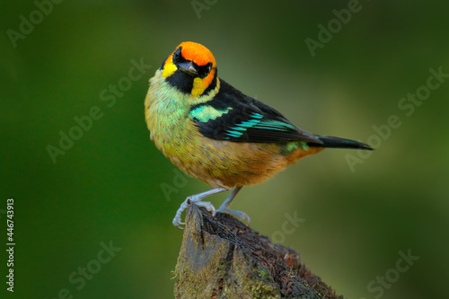 Ecuador wildlife. Flame-faced tanager, Tangara parzudakii, sitting on beautiful mossy branch. Bird from Mindo, Ecuador. Birdwatching in South America. Animal in the green forest. Tropic bird in wood.