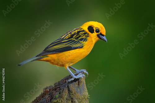 Golden tanager, Tangara arthus, yellow bird in the nature habitat, Amagusa Reserve in Ecuador. Birdwatching in South America. Tanager in the green forest, wildlife nature. photo