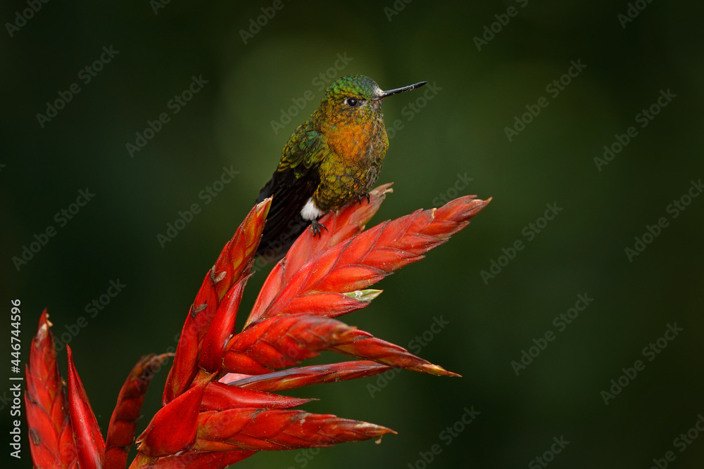 Fototapeta premium Golden-breasted puffleg, Eriocnemis mosquera, hummingbird on red flower bloom in the dar tropic forest, Yanacocha in Ecuador. Shiny bird in the nature habitat.