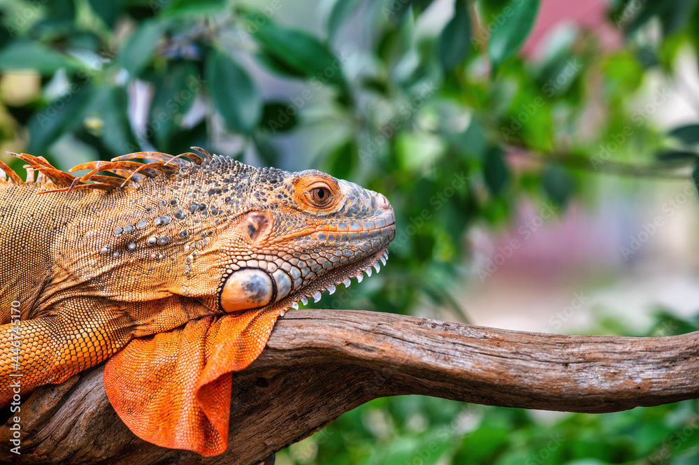 Obraz premium An orange iguana lying on a log