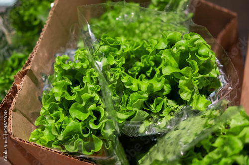 Fresh bush salad in a cardboard box © Илья Мышенков