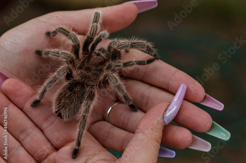 lady holding a tarantula in her hands