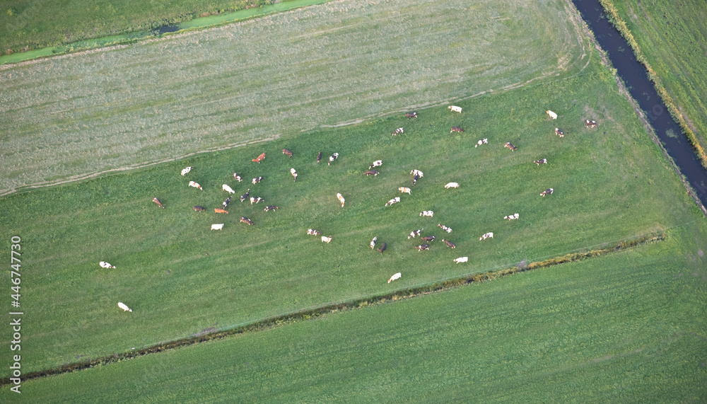 Aerial view of cows in the field