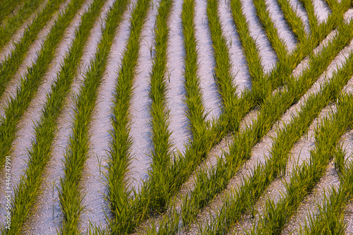 Rows of young rice plants growing in water in a paddy field striped background