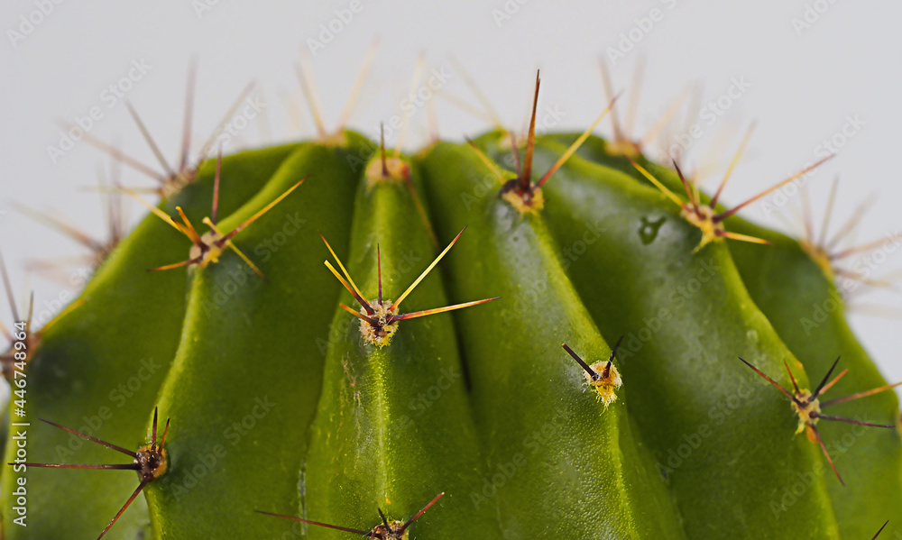 prickly green cactus close-up on a gray background, horizontal wide banner, macro photo of indoor flowers prickly green cactus close-up on a gray background, horizontal wide banner, macro photo of indoor flowers