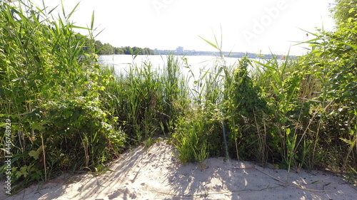 sandy beach and green grass