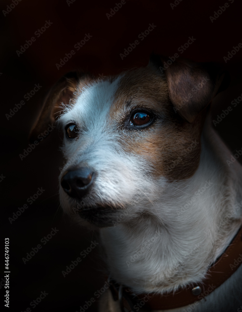 Portrait eines Jack Russell Terrier