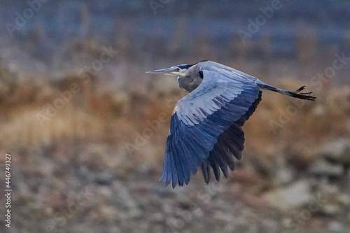 heron in flight