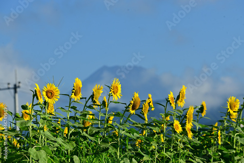 Sunflowers can be seen in the summer