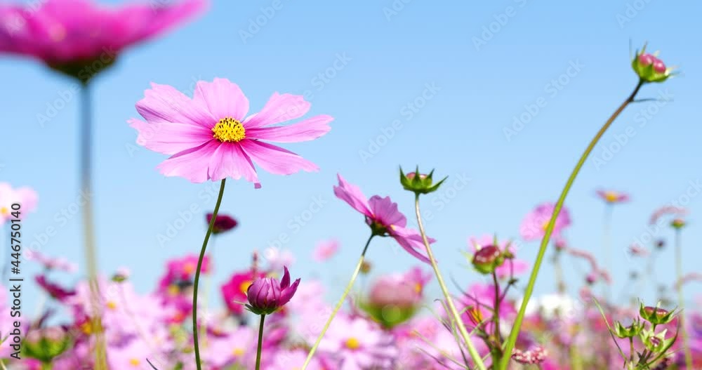 Video of cosmos field in full bloom.
Fixed camera shot. Video of cosmos field in full bloom.
Fixed camera shot.