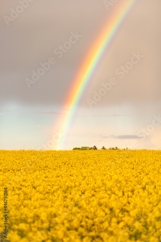 Rainbow, tęcza, rzepak, 2021, Polska, Poland © Dawid